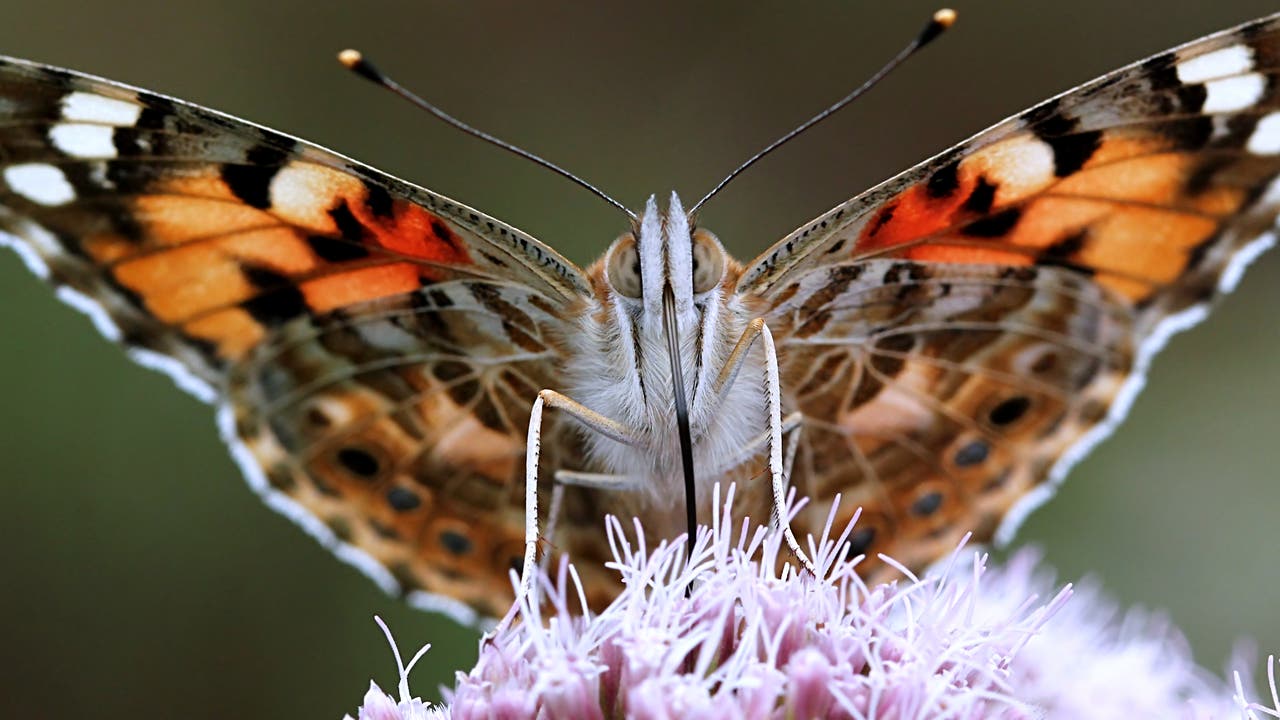 Ein Schmetterling mit orange, schwarz und weiß gemusterten Flügeln sitzt auf einer lila Blüte. Die Flügel sind symmetrisch ausgebreitet, und die feinen Details der Flügelstruktur sind sichtbar. Der Hintergrund ist unscharf, was den Fokus auf den Schmetterling lenkt.