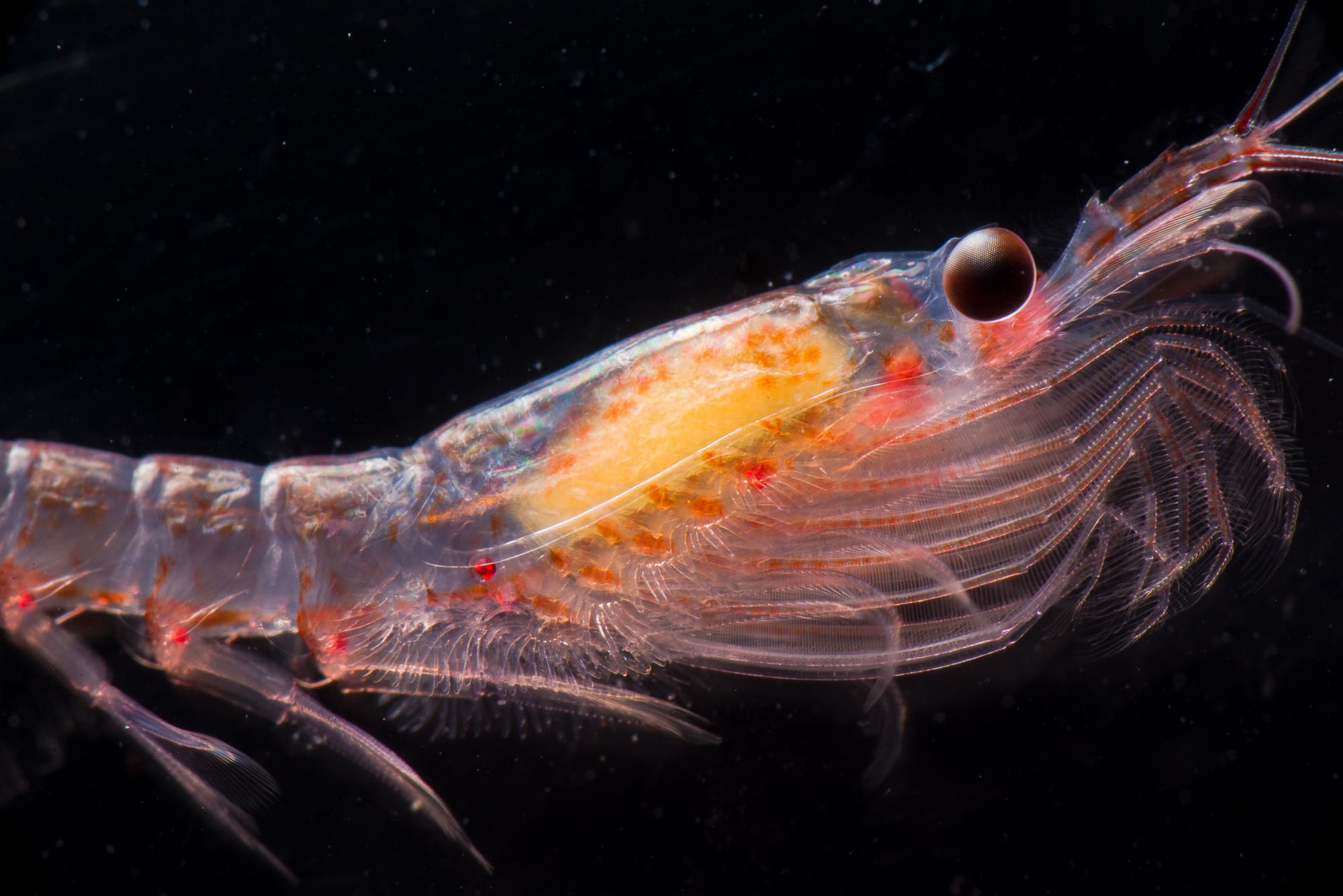 Antarktischer Krill (Euphausia superba)
