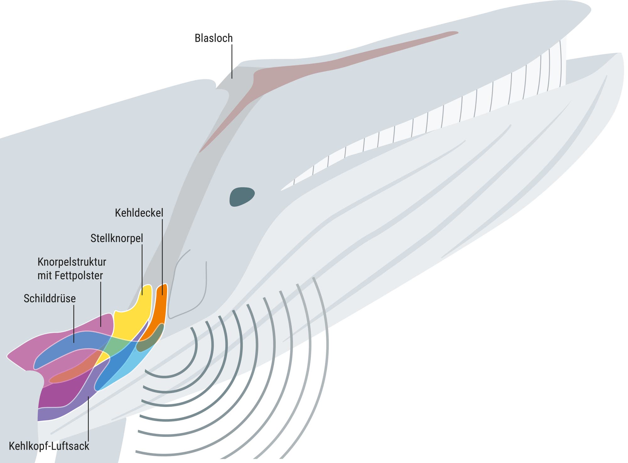 Diagramm eines Wals mit detaillierter Darstellung des Kehlkopfes. Beschriftungen zeigen Blasloch, Kehldeckel, Stellknorpel, Knorpelstruktur mit Fettpolster, Schilddrüse und den Kehlkopf-Luftsack. Die farbigen Bereiche heben verschiedene anatomische Strukturen hervor. Die Illustration vermittelt ein Verständnis der Walanatomie, insbesondere der Atem- und Stimmapparate.