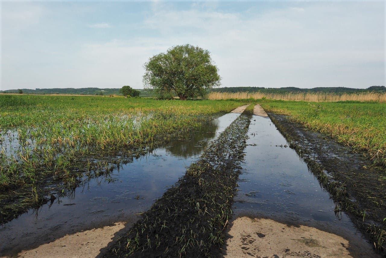 Ein schmaler, unbefestigter Weg führt durch eine grüne Wiese, die von Wasser überflutet ist. Im Hintergrund steht ein einzelner Baum vor einem bewaldeten Horizont. Der Himmel ist leicht bewölkt. Die Szene vermittelt eine ruhige, ländliche Atmosphäre.