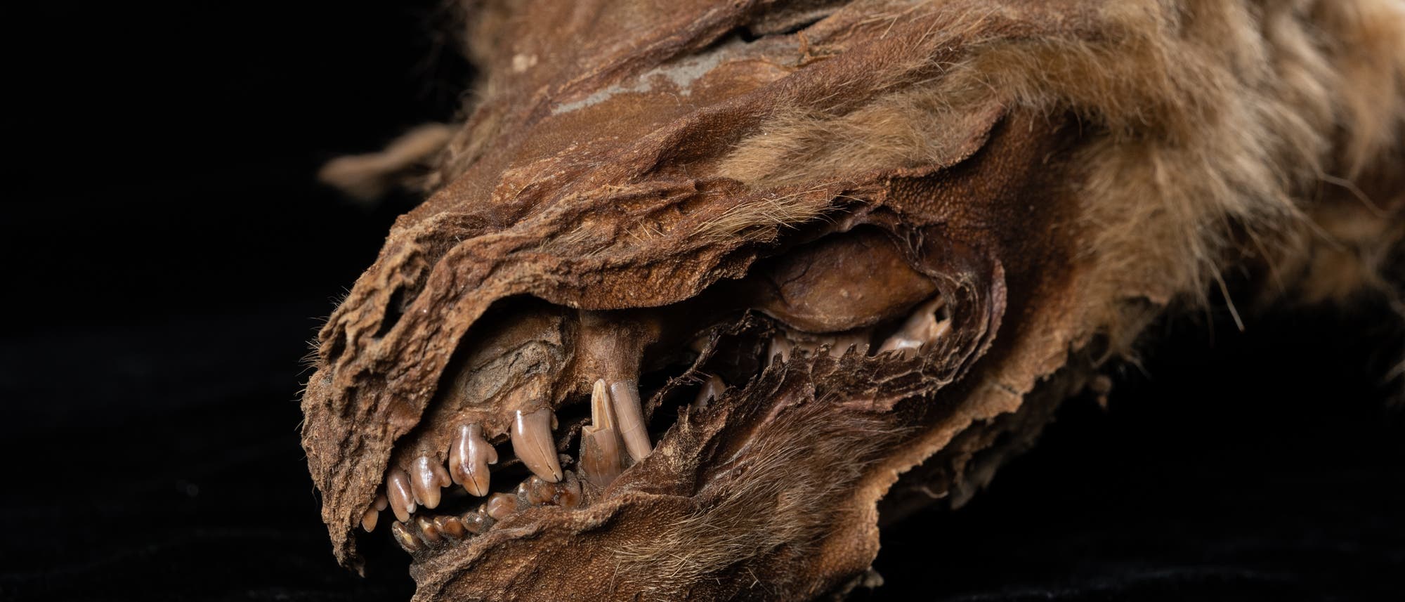 Kopf einer Wolfsmumie mit Zähnen aus dem Permafrost Kopf einer Wolfsmumie mit Zähnen aus dem Permafrost