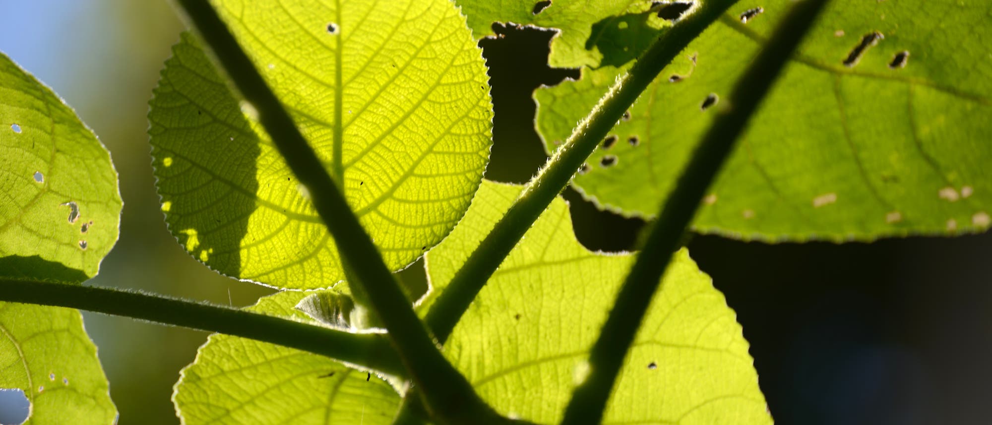 Wer Dendrocnide excelsa berührt, hat möglicherweise noch Tage danach Schmerzen Wer Dendrocnide excelsa berührt, hat möglicherweise noch Tage danach Schmerzen