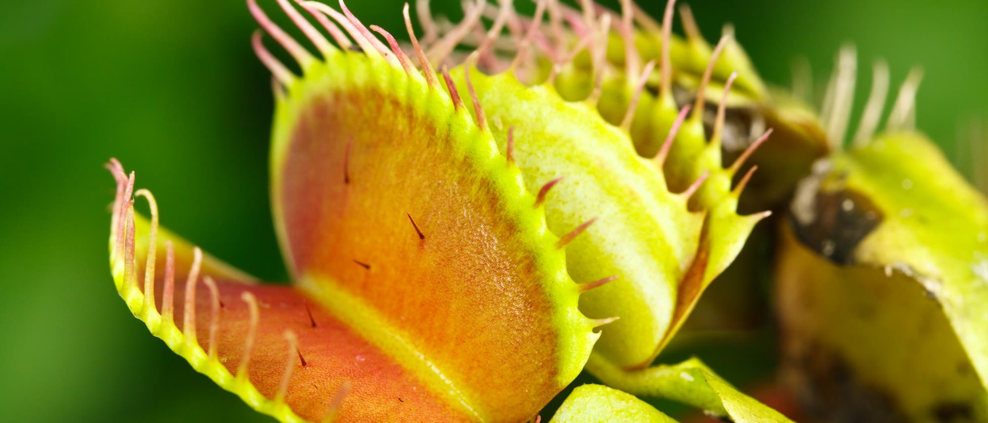 Venusfliegenfalle (Dionaea muscipula), das pinke Innere der offen stehenden Falle ist zu sehen. Venusfliegenfalle (Dionaea muscipula), das pinke Innere der offen stehenden Falle ist zu sehen.