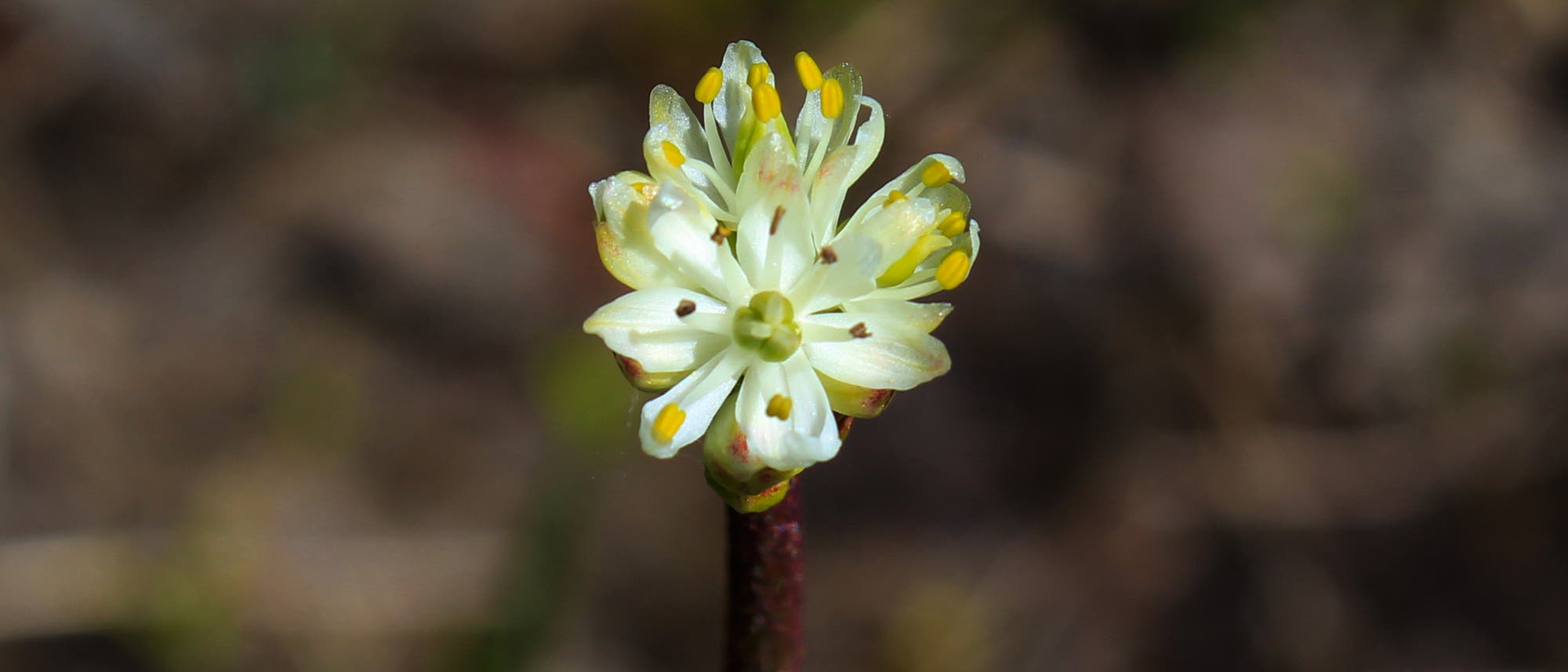 Triantha occidentalis Triantha occidentalis