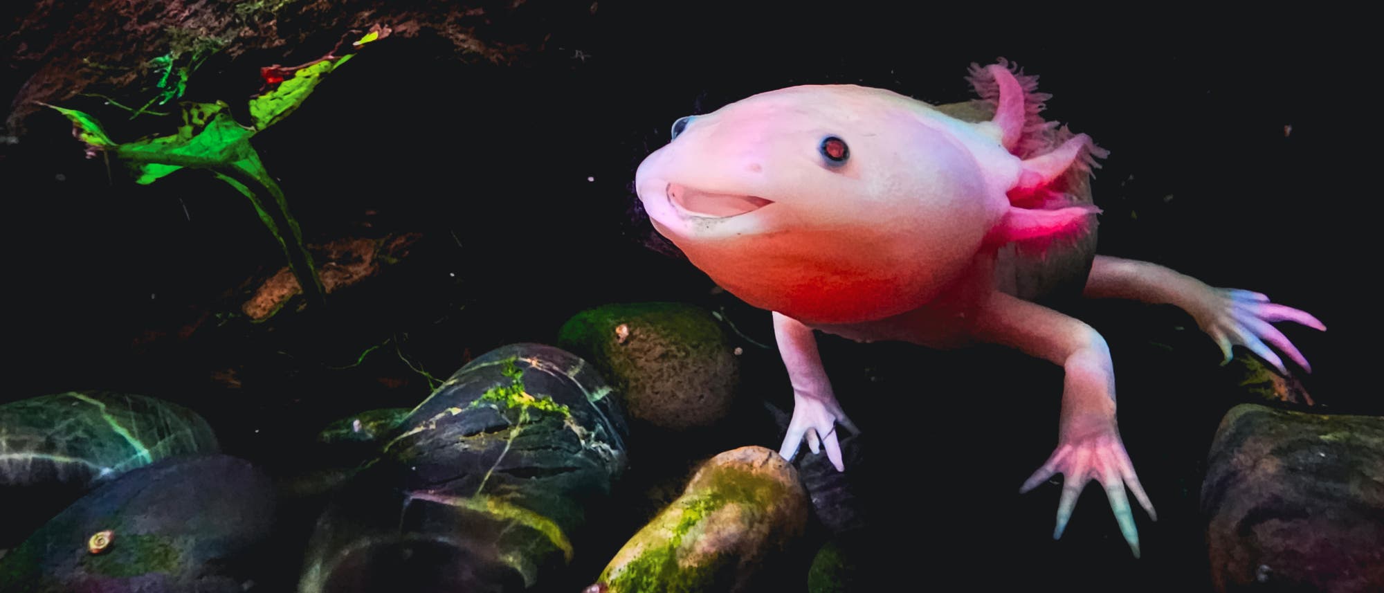 Ein rosa Axolotl schwimmt in einem Aquarium über glatten, mit Algen bedeckten Steinen. Im Hintergrund sind grüne Wasserpflanzen zu sehen. Der Axolotl hat auffällige, federartige Kiemen und wirkt, als würde er lächeln. Ein rosa Axolotl schwimmt in einem Aquarium über glatten, mit Algen bedeckten Steinen. Im Hintergrund sind grüne Wasserpflanzen zu sehen. Der Axolotl hat auffällige, federartige Kiemen und wirkt, als würde er lächeln.