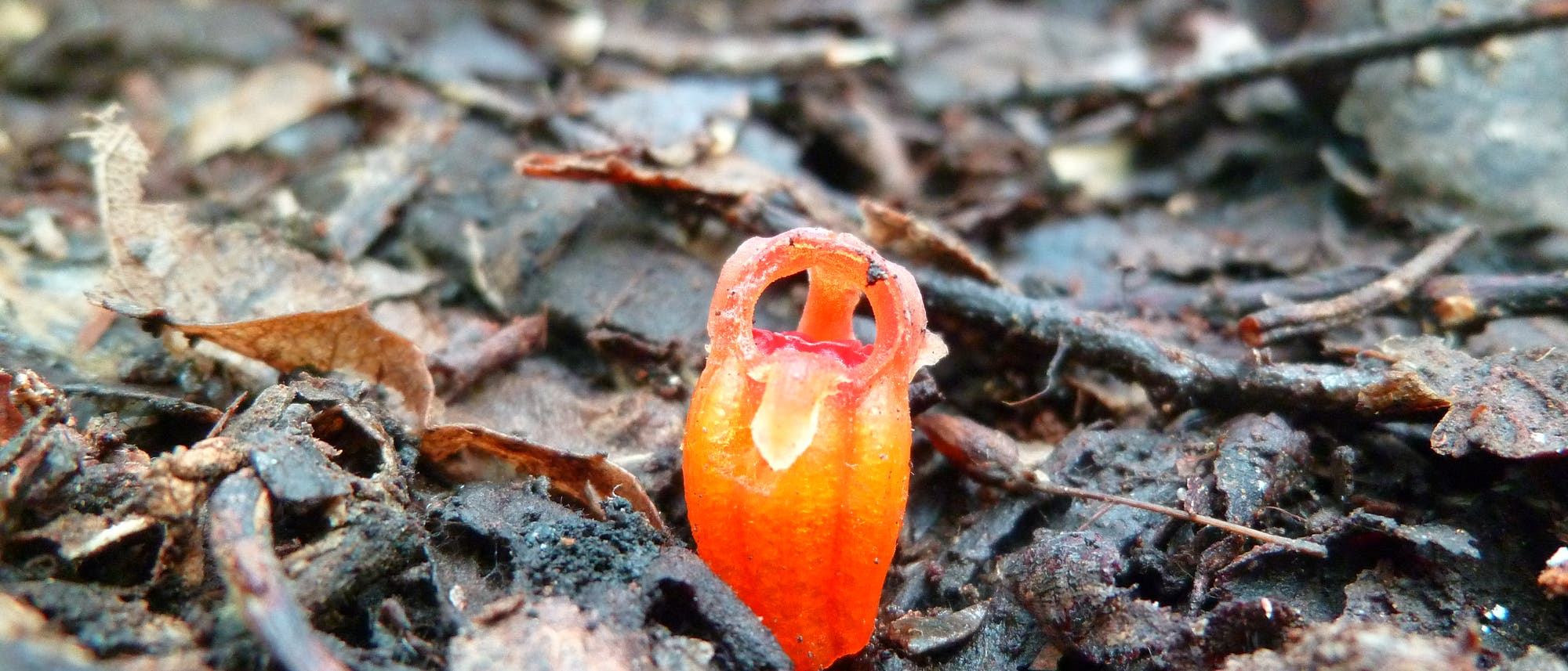 Eine Blüte von Thismia rodwayi, gefunden in Tasmanien.
