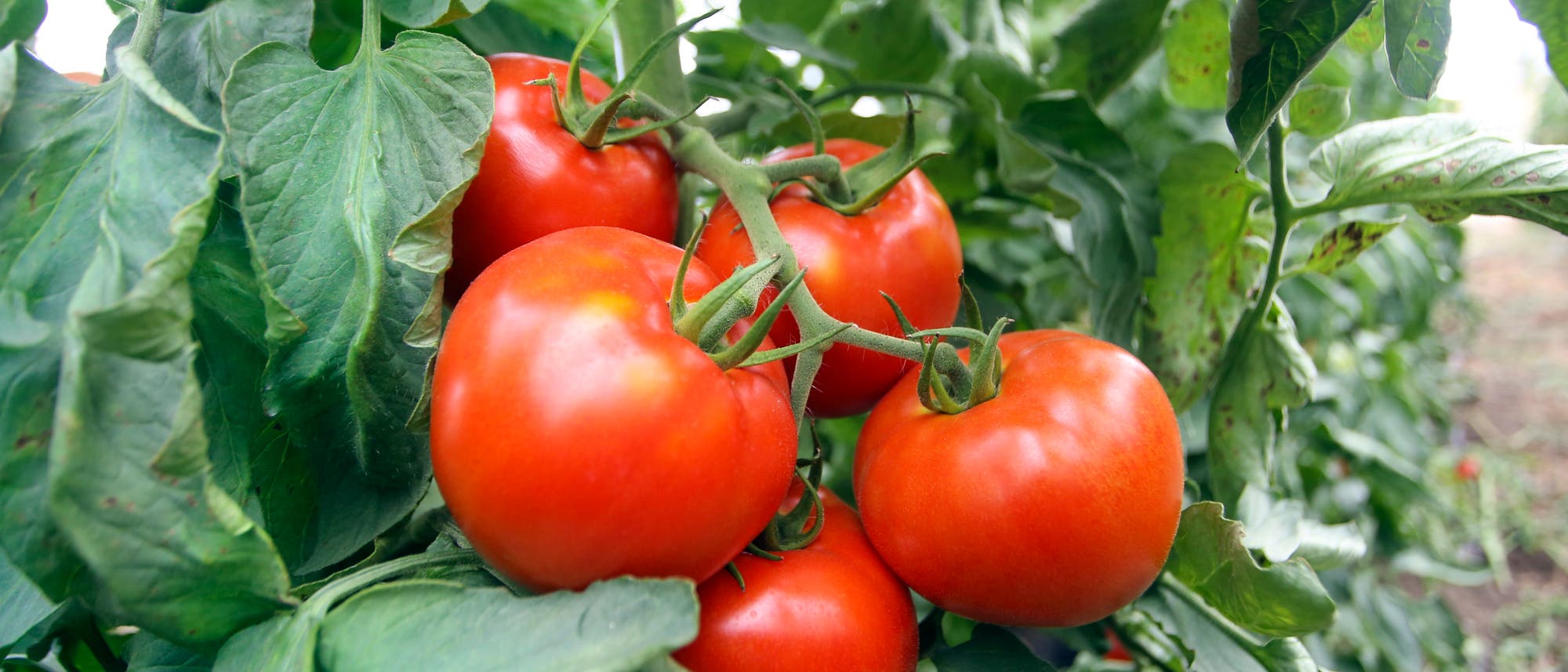 Mehrere Tomaten an der Pflanze. Mehrere Tomaten an der Pflanze.