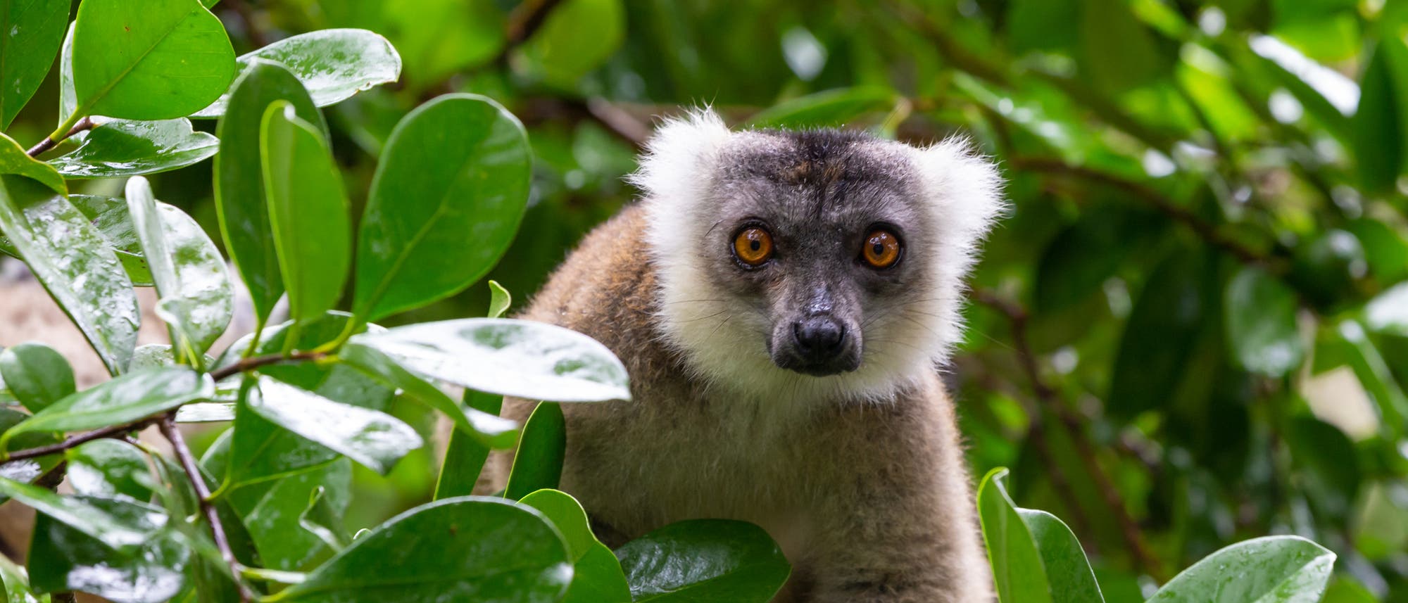 Ein Brauner Maki auf Madagaskar Ein Brauner Maki auf Madagaskar