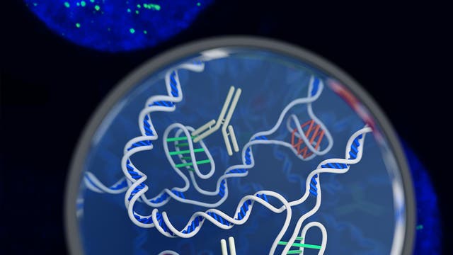 DNA-Schleifen mit i-Motiv