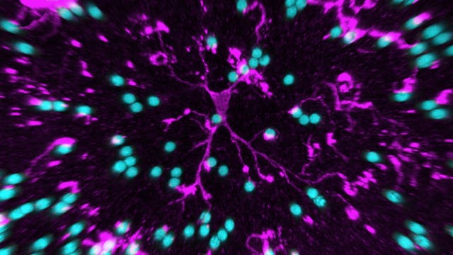 Mikroglia