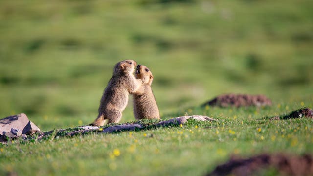 Zwei Murmeltiere im Himalaya