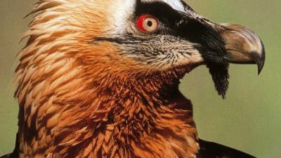 Zurück in den Alpen: Bartgeier