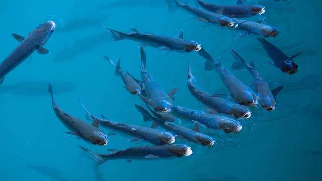 Fisch statt Fleisch