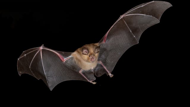 Große Hufeisennase (Rhinolophus ferrumequinum) im Flug vor komplett schwarzem Hintergrund