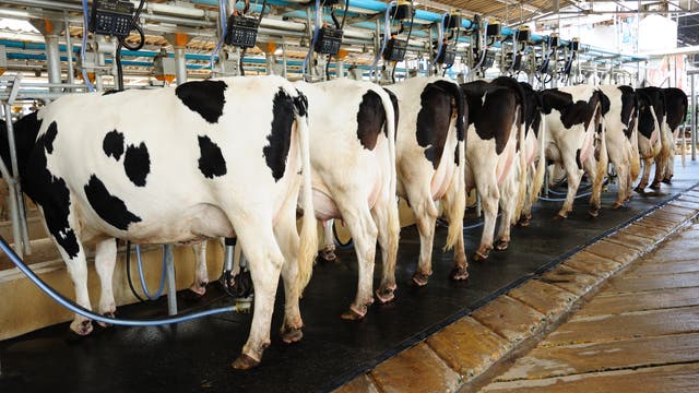 Mehrere schwarz-weiße Kühe stehen in einer modernen Melkanlage, während sie maschinell gemolken werden. Die Kühe sind in einer Reihe angeordnet, und Melkmaschinen sind an ihren Eutern befestigt. Die Umgebung ist sauber und gut organisiert, mit sichtbaren Rohren und Geräten über den Kühen. Dieses Bild zeigt den Einsatz moderner Technologie in der Milchproduktion.