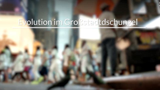 Warum die Stadt keine Arche Noah ist