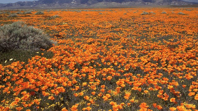 Gelber Mohn in Kaliforniens Wüstengebieten