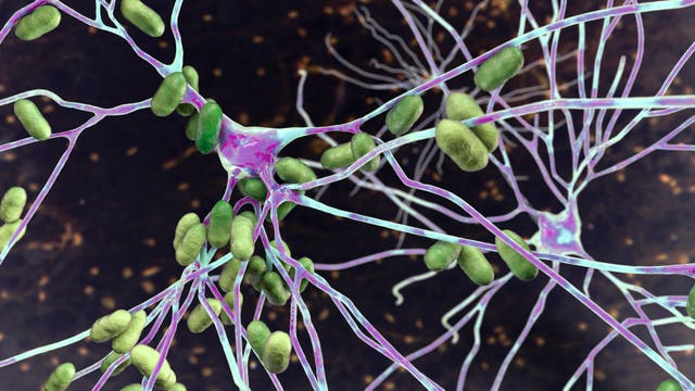 Illustration von Nervenzellen mit grünen Bakterien, die an den lila Neuronen haften. Die Szene zeigt eine mikroskopische Ansicht der Interaktion zwischen Bakterien und Nervenzellen, die auf einem dunklen Hintergrund dargestellt ist. Diese Darstellung könnte in einem wissenschaftlichen Kontext verwendet werden, um die Beziehung zwischen Mikroorganismen und dem Nervensystem zu veranschaulichen.