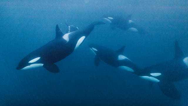 Eine Gruppe von Orcas schwimmt unter Wasser in klarem, blauem Ozean. Die schwarz-weißen Muster der Wale sind deutlich sichtbar. Es sind keine Menschen im Bild. Die Szene vermittelt ein Gefühl von Ruhe und natürlicher Schönheit.