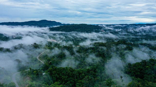 Dichter Regenwald mit Nebelschwaden, die sich durch die Bäume ziehen. Ein schmaler, gewundener Pfad schlängelt sich durch die üppige Vegetation. Der Himmel ist bewölkt, was eine mystische Atmosphäre schafft. Die Szene vermittelt ein Gefühl von Ruhe und unberührter Natur.