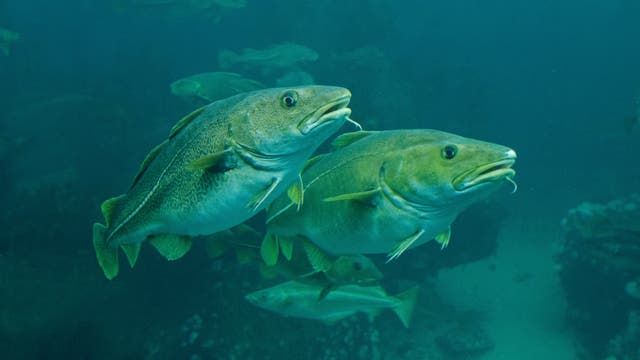 Zwei Kabeljaue schwimmen nebeneinander in einem klaren, blauen Ozean. Im Hintergrund sind weitere Fische und verschwommene Unterwasserlandschaften zu sehen. Die Szene vermittelt ein Gefühl von Ruhe und natürlicher Schönheit in der Unterwasserwelt.