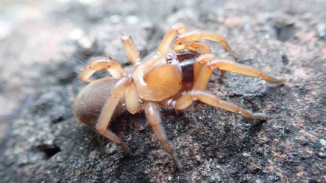 Eine Nahaufnahme einer braunen Spinne auf einem felsigen Untergrund. Die Spinne hat einen glänzenden Körper und acht Beine, die sich über die raue Oberfläche erstrecken. Es gibt keinen Text im Bild.