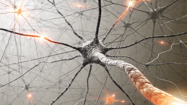 Neuronen