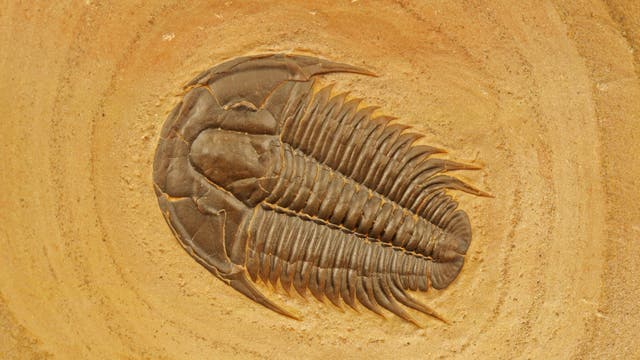 Trilobit aus dem Kambrium