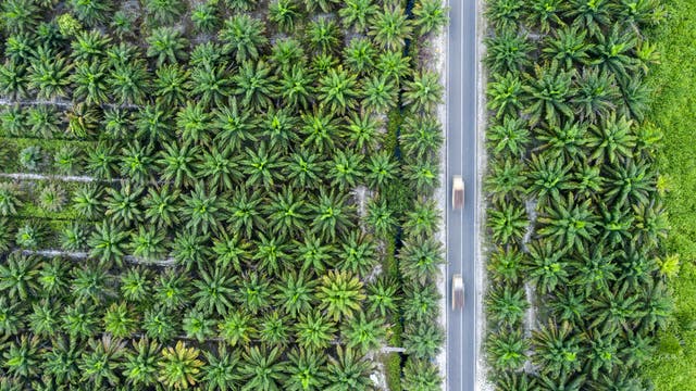 Palmölplantage in Indonesien