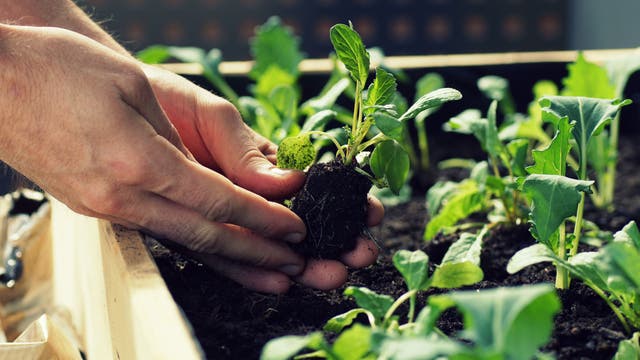 Gartenarbeit