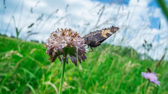 Schmetterling an einer Wildblume