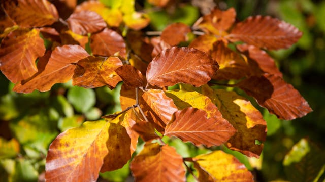 Diese Buchenblätter sind braun gefärbt und glänzen im Sonnenlicht