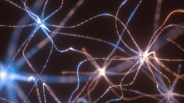 Neurone kommunizieren über elektrische Impulse