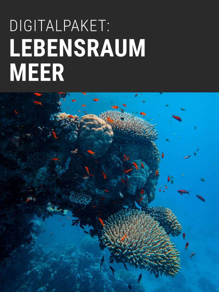  Digitalpaket: Lebensraum Meer